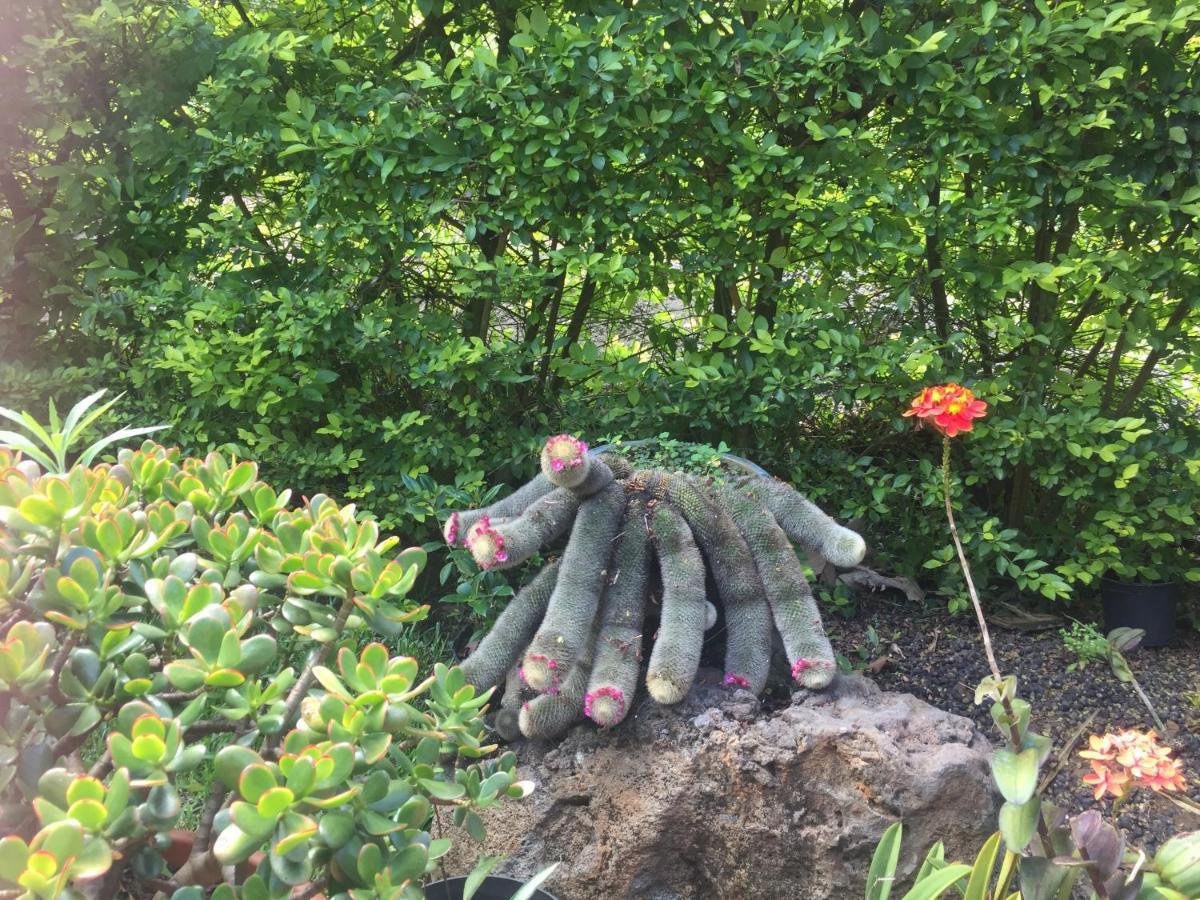 Coeur Creole 호텔 르탕퐁 외부 사진